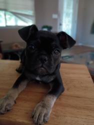 Reunited Male Dog last seen Waudman Ave and Thornton rd area, Stockton, CA 95209