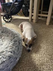 Lost Female Dog last seen City hall dr, Rosenberg, TX 77471