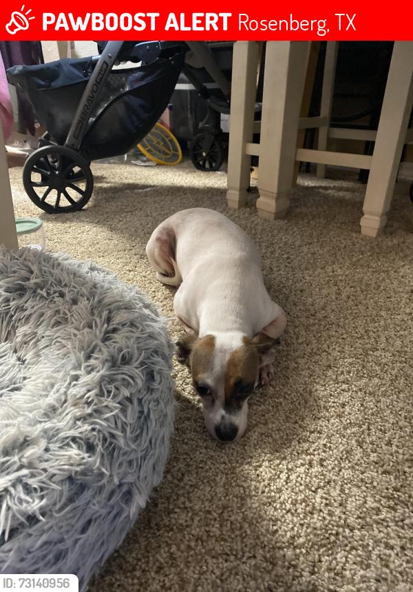 Lost Female Dog last seen City hall dr, Rosenberg, TX 77471