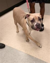 Shelter Stray Female Dog last seen , 14409 Vanowen St, Van Nuys, CA 91405, USA