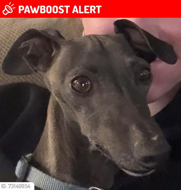 Lost Male Dog last seen Banyan and East, Rancho Cucamonga, CA 91739