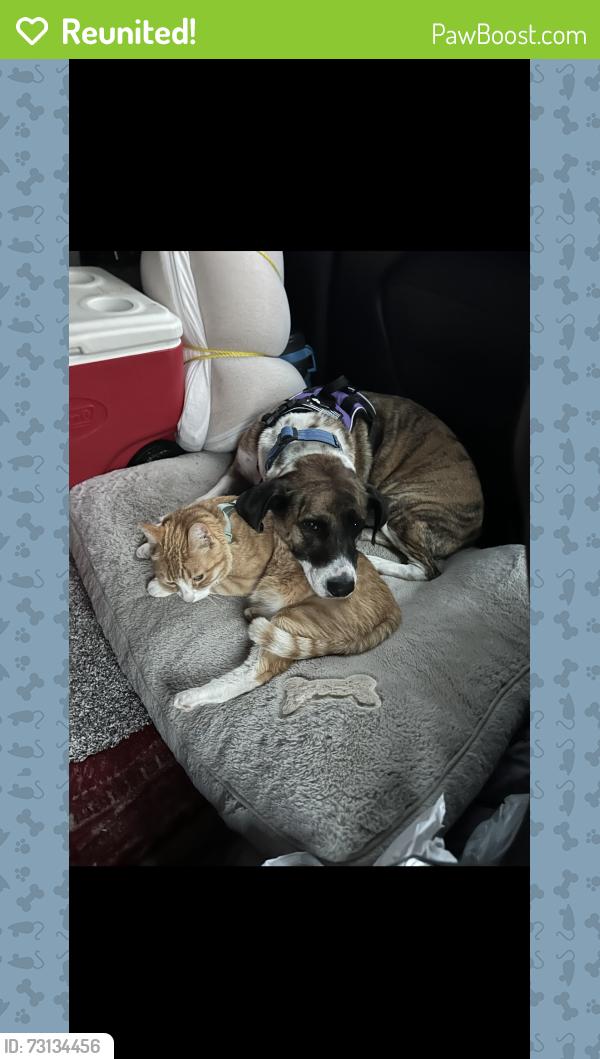 Reunited Male Cat last seen 164th st sw bothell, wa, Bothell West, WA 98012