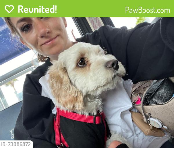 Reunited Male Dog last seen SPRING VALLEY AREA/ W. SPRING MOUNTAIN RD & DECATUR, Las Vegas, NV 89146