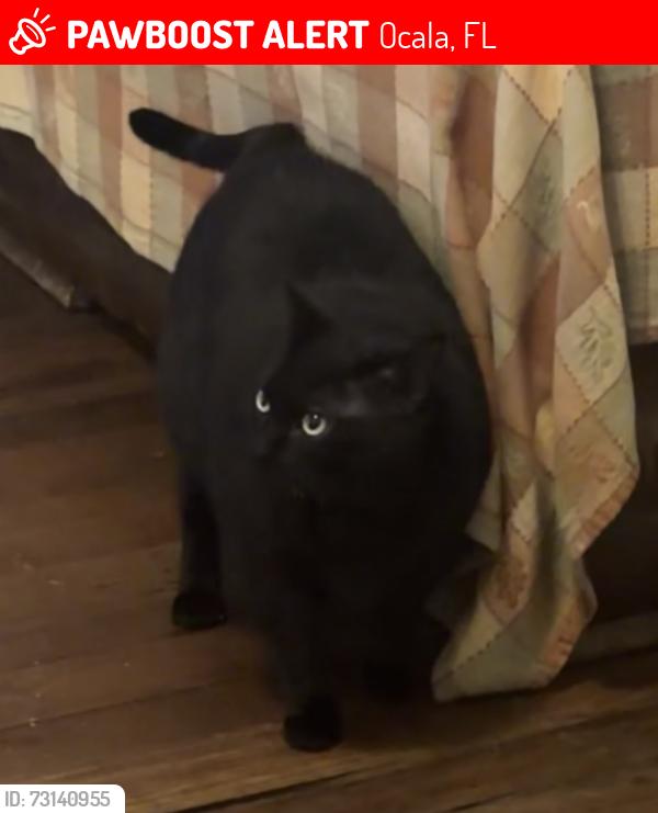 Lost Female Cat last seen Historical district, near Tuscawilla Park, Ocala, FL 34470