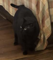 Lost Female Cat last seen Historical district, near Tuscawilla Park, Ocala, FL 34470