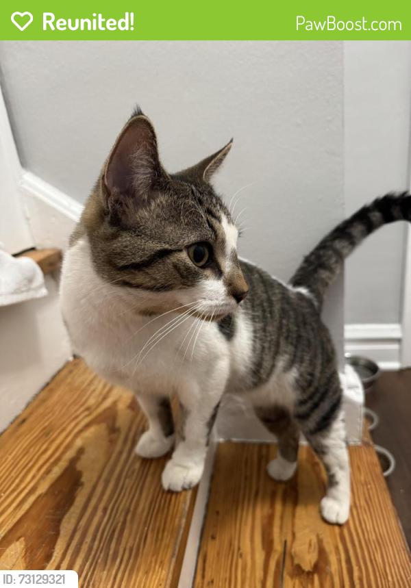 Reunited Male Cat last seen Oriole Ave and Addison st, Chicago, IL 60634
