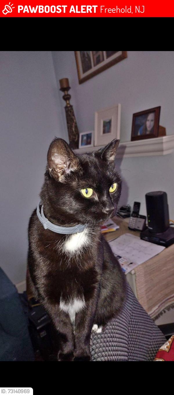 Lost Female Cat last seen Forsgate dr, Freehold, NJ 07728