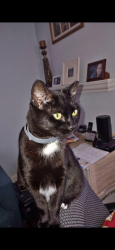 Lost Female Cat last seen Forsgate dr, Freehold, NJ 07728