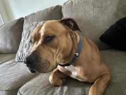 Reunited Male Dog last seen And Spinnaker, Ventura, CA 93003