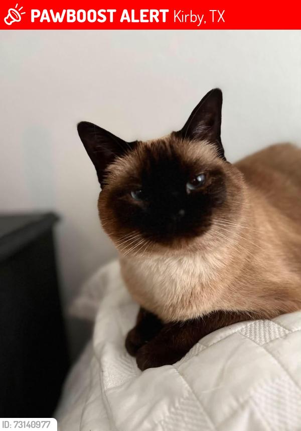 Lost Female Cat last seen Borchers Dr, Kirby, TX 78219