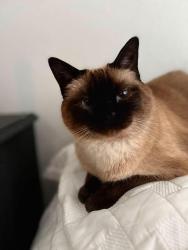 Lost Female Cat last seen Borchers Dr, Kirby, TX 78219