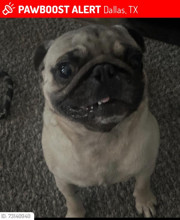 Lost Male Dog last seen Near lasater rd Dallas tx 75253, Dallas, TX 75253