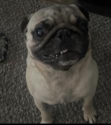 Lost Male Dog last seen Near lasater rd Dallas tx 75253, Dallas, TX 75253