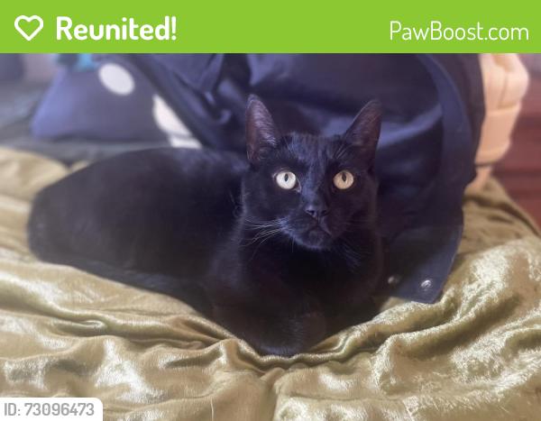 Reunited Male Cat last seen Rio Nido Lodge, Guerneville, CA 95446