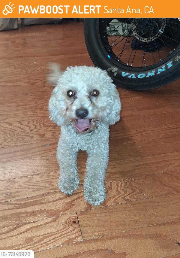 Found/Stray Male Dog last seen West McFadden and South Raitt, Santa Ana, CA 92704