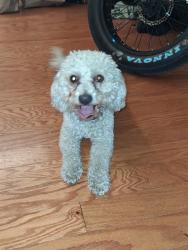 Found/Stray Male Dog last seen West McFadden and South Raitt, Santa Ana, CA 92704