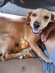Lost Male Dog last seen Greeting, Adelanto, CA 92301