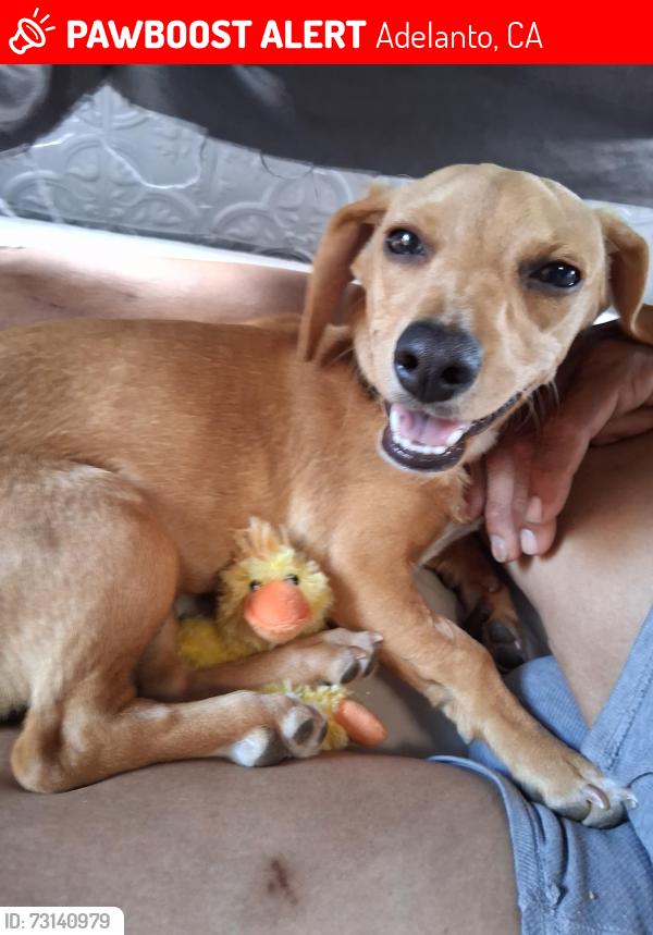 Lost Male Dog last seen Greeting, Adelanto, CA 92301