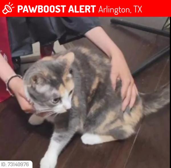 Lost Female Cat last seen Enchanted Bay Neighborhood, Arlington, TX 76016