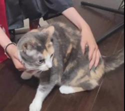Lost Female Cat last seen Enchanted Bay Neighborhood, Arlington, TX 76016