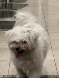 Reunited Female Dog last seen County Line Road, Hallandale Beach, Hallandale Beach, FL 33009