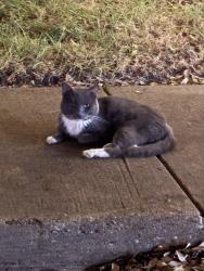 Found/Stray Unknown Cat last seen Midway and Wright Nrothers Dr., Addison, Addison, TX 75001