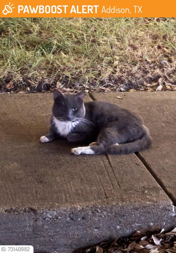 Found/Stray Unknown Cat last seen Midway and Wright Nrothers Dr., Addison, Addison, TX 75001