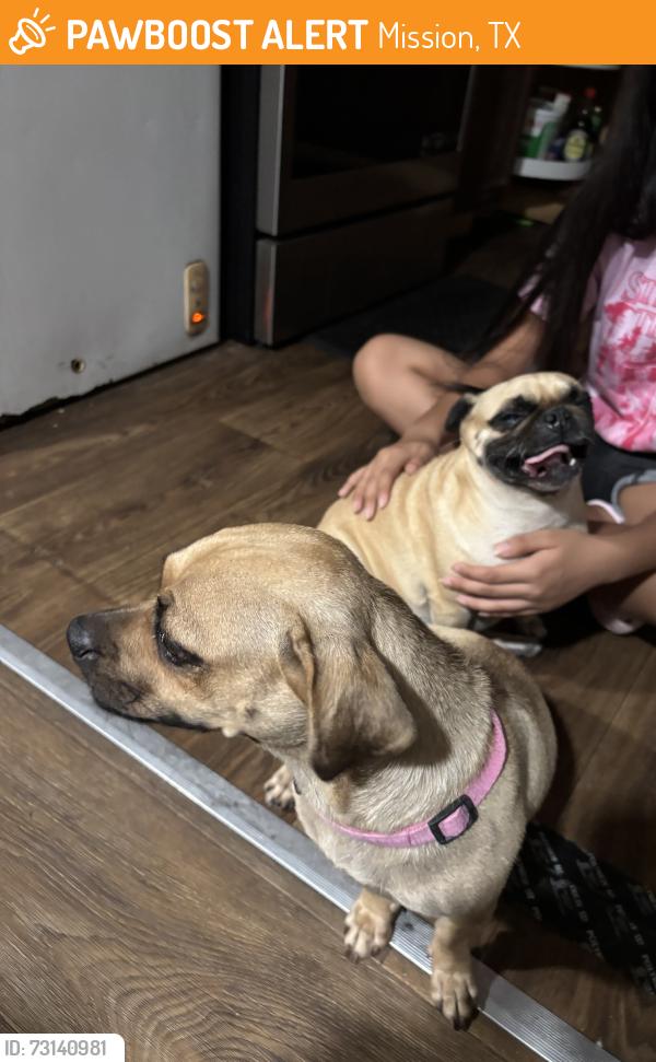 Found/Stray Unknown Dog last seen Mission Texas, Mission, TX 75872