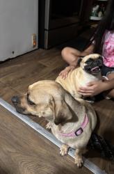 Found/Stray Unknown Dog last seen Mission Texas, Mission, TX 75872