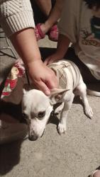 Reunited Female Dog last seen Cedar & Woodward by Sequoia Middle School, Fresno, CA 93725