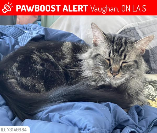 Lost Male Cat last seen Bathurst and major mackenzie, Vaughan, ON L6A 1S2