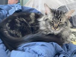 Lost Male Cat last seen Bathurst and major mackenzie, Vaughan, ON L6A 1S2