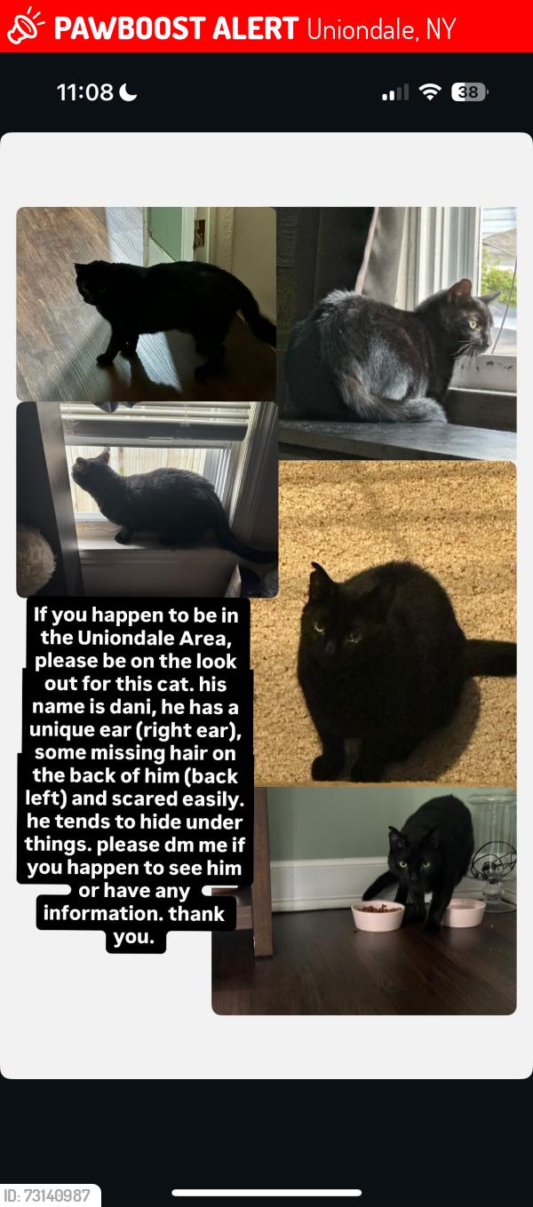 Lost Male Cat last seen Jerusalem Ave, Smith Street, Martin Dr, Uniondale, NY 11553