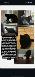 Lost Male Cat last seen Jerusalem Ave, Smith Street, Martin Dr, Uniondale, NY 11553