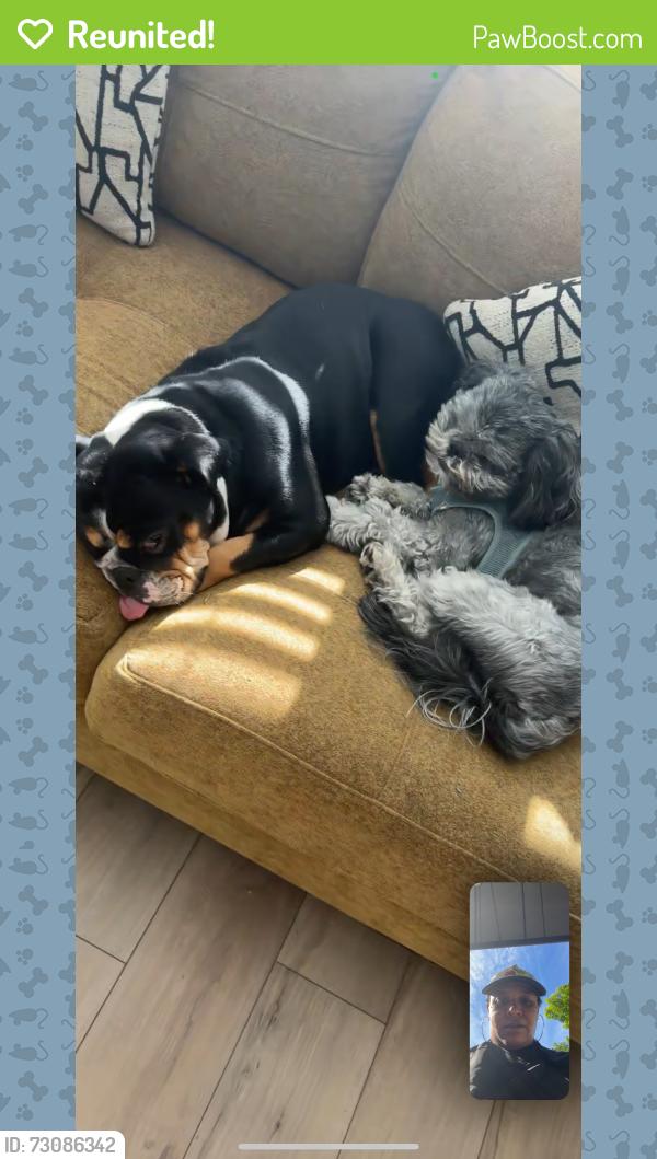 Reunited Male Dog last seen Near Roest Ln, Charlotte, NC 28269, USA, Charlotte, NC 28269