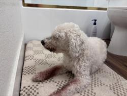 Reunited Male Dog last seen Palmyra ave and South Waverly st, Orange, CA 92866