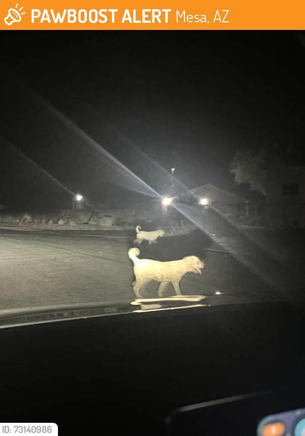 Found/Stray Unknown Dog last seen East Quarterline Rd/, Mesa, AZ 85207