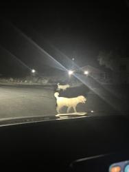 Found/Stray Unknown Dog last seen East Quarterline Rd/, Mesa, AZ 85207