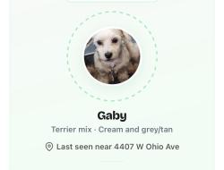 Lost Female Dog last seen Ohio Ave and Morrison Rd, Denver, CO 80219