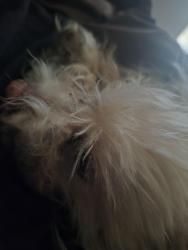 Lost Female Dog last seen Near N Manning Blvd, Albany, NY 12206