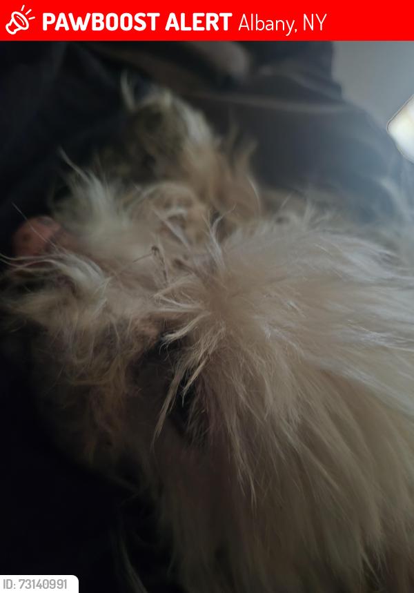 Lost Female Dog last seen Near N Manning Blvd, Albany, NY 12206