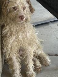 Found/Stray Male Dog last seen Mojave rd, Adelanto, CA 92301
