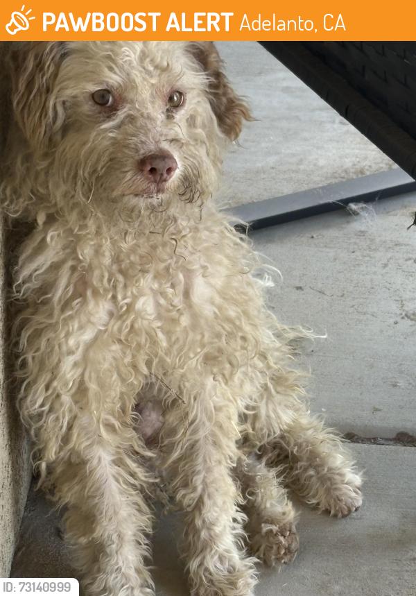 Found/Stray Male Dog last seen Mojave rd, Adelanto, CA 92301