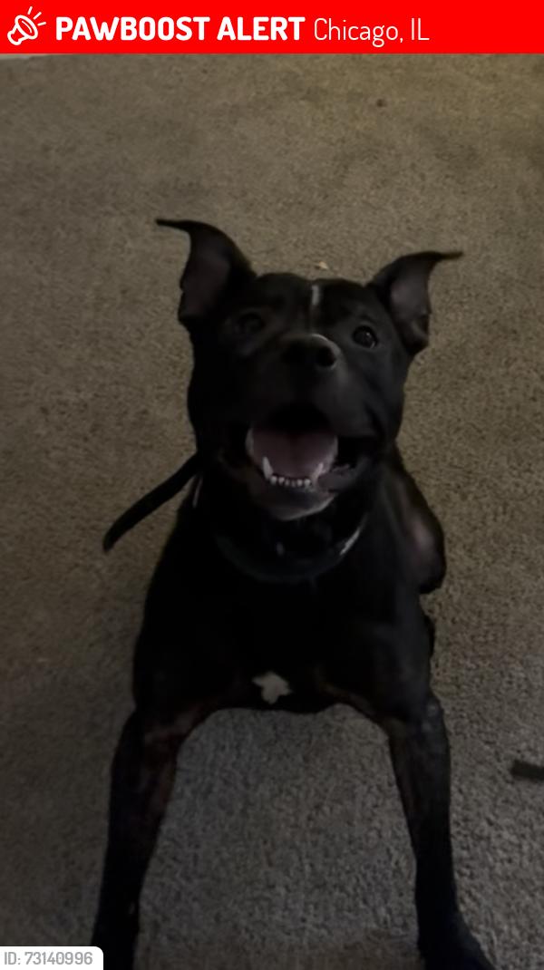 Lost Male Dog last seen 86th and Union, Chicago, IL 60621