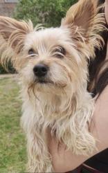 Reunited Male Dog last seen Polo Ranch Blvd, Fulshear, TX 77441, USA, Fulshear, TX 77441