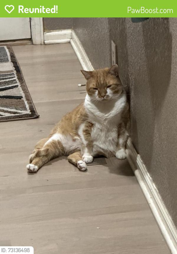 Reunited Male Cat last seen 136th and Holly, Thornton, CO 80602