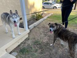 Reunited Unknown Dog last seen 168th and Faysmith Ave, Torrance, CA 90504