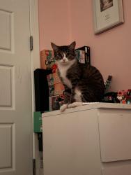 Reunited Female Cat last seen Belmont 42 gardens near backyard, Calgary, AB T2X 4H5