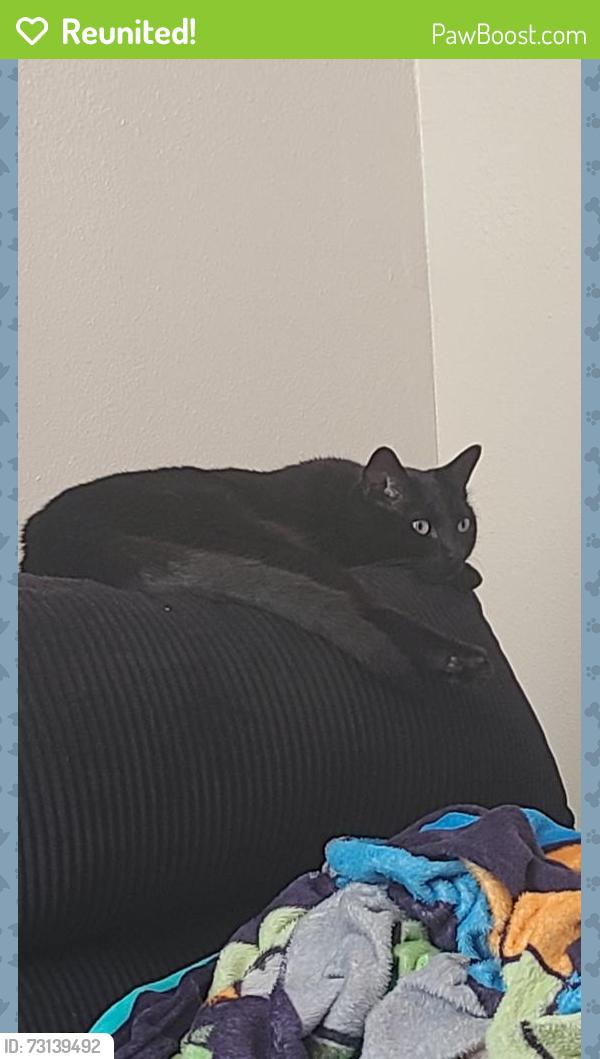 Reunited Male Cat last seen El dorado and highway 3, Webster, TX 77598