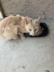 Found/Stray Unknown Cat last seen East yale and winery from across probation dept, Fresno, CA 93727